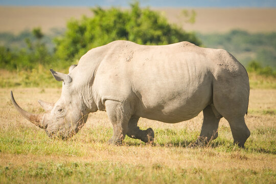 รูปภาพRino – เลือกดูภาพถ่ายสต็อก เวกเตอร์ และวิดีโอ3,542 | Adobe Stock