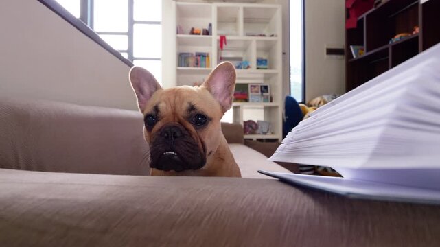 Cute French Bulldog sits behind sofa armrest with open book resting on it, gazing with look of mild reproach or confused curiosity - as if wondering why we stopped reading. After time, she turns away