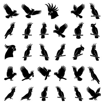 Black and white vector silhouette set of Cockatoo