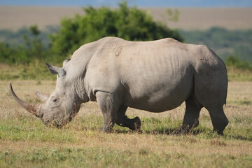Fototapeta premium Rinoceronte negro en el P. N. Lago Nakuru