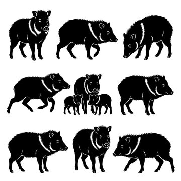 Black and white vector silhouette set of Collared Peccary.