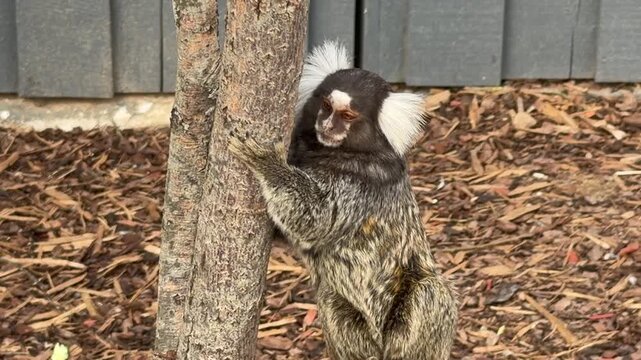 Marmoset monkey climbs tree trunk in a natural setting, showcasing its agile movements and distinctive features in a close-up view