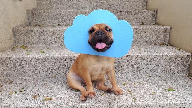 Cheerful French Bulldog wearing light blue cloud-shaped headpiece sits on outdoor stairs, panting with her tongue out while her adorable face peeks through cutout.
