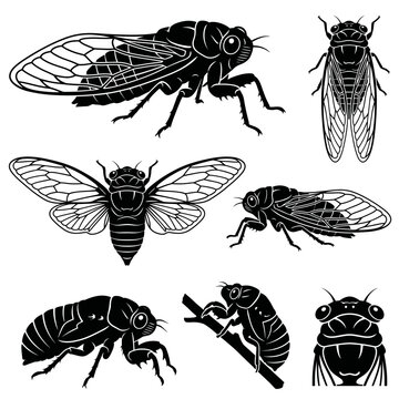 black and white vector silhouette set of cicada cicadidae