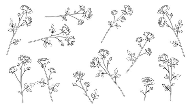 Rose flower branch doodle set with thin line art, delicate petals, and subtle leaves for wedding and pattern designs