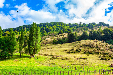 Obraz premium The green grass field
