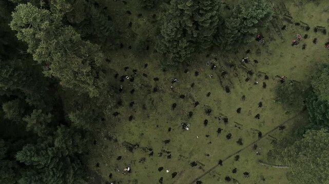 Drone top view of cattle herd with cowboys managing livestock in rural Mexico