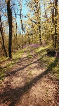 A calm, slow motion vertical POV of walking through a beautiful spring forest. Dirt trail lined with vibrant purple flowers under a sunny canopy. Conceptual b-roll of mindfulness in nature. 4k