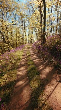 A calm, slow motion vertical POV of walking through a beautiful spring forest. Dirt trail lined with vibrant purple flowers under a sunny canopy. Conceptual b-roll of mindfulness in nature. 4k