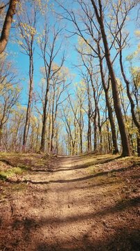 A calm, slow motion vertical POV of walking through a beautiful spring forest. Dirt trail lined with vibrant purple flowers under a sunny canopy. Conceptual b-roll of mindfulness in nature. 4k