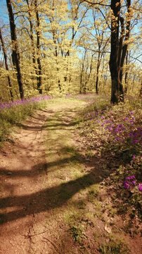 A calm, slow motion vertical POV of walking through a beautiful spring forest. Dirt trail lined with vibrant purple flowers under a sunny canopy. Conceptual b-roll of mindfulness in nature. 4k