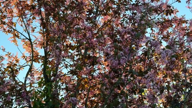 Tree with small pink flowers, possibly Schubert chokecherry, backlit by the warm light of sunrise or sunset
