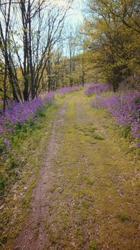 A calm, slow motion vertical POV of walking through a beautiful spring forest. Dirt trail lined with vibrant purple flowers under a sunny canopy. Conceptual b-roll of mindfulness in nature. 4k