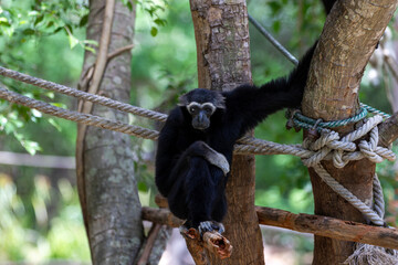 Obraz premium A black furred gibbon with white facial markings sits pensively on a wooden structure in a forest environment.