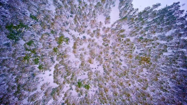 Drone shot looking down at winter landscape with pine forest in northern Michigan