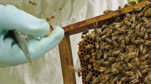 Apis mellifera worker bees (family Apidae) cluster on comb as beekeeper uses metal hive tool to scrape propolis or irregular buildup from frame edge during inspection and maintenance, handheld macro