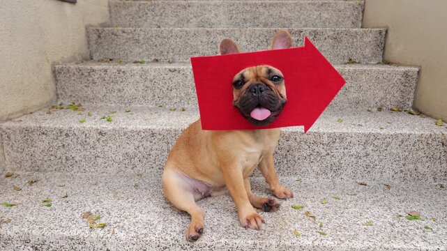 Cute French Bulldog wearing red directional arrow sign on her head sits on outdoor stairs with quirky, humorous expression, panting in evening heat. Playful take on direction guidance
