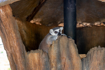 Fototapeta premium A ring tailed lemur rests its head on a stone ledge while relaxing inside a shaded rocky enclosure.