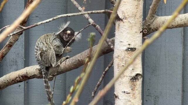 Small primate grooming itself on a branch, showcasing detailed fur texture against a backdrop of trees and a wooden wall