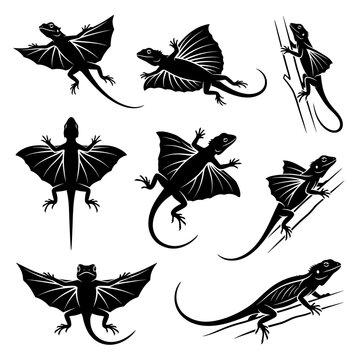 Black and white vector silhouette set of Draco Volans Lizard