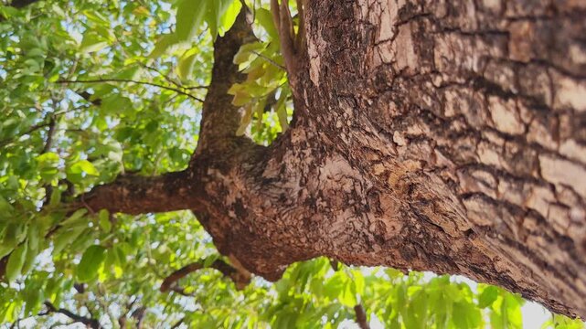 Close-up low angle view of textured tree bark and extending branch with green leaves above, sunlight highlighting natural patterns in an outdoor setting