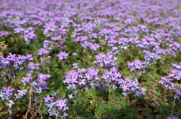 Obraz premium Lawn covered of flowering Dakota mock vervain in springtime. It is also known as Glandularia and praire verbena.