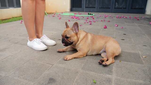 French Bulldog resting on pavement alongside owners legs, slightly panting from evening heat. Slow motion shot, young dog looks to side, then turns her head to gaze at camera with calm mood