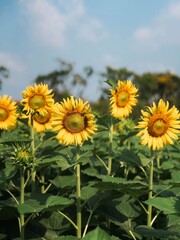 Obraz premium A vibrant field of sunflowers basking under a clear blue sky, their bright yellow petals reaching towards the sun on a warm day