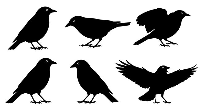 Bird silhouette icon set with detailed wing shapes and beak profiles, isolated on white background for nature and design uses