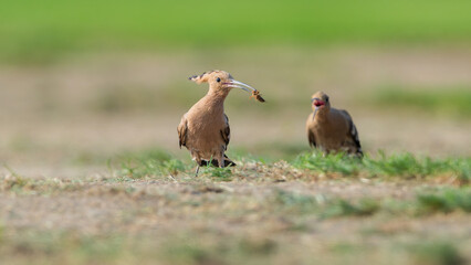 red billed hornbill in the wild © Bai