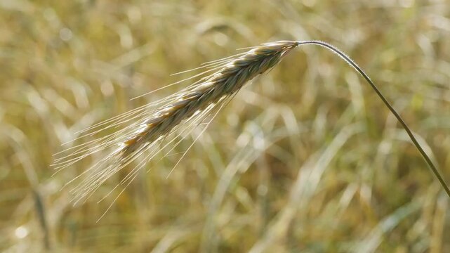An ear of rye vibrates in the wind against the background of a field