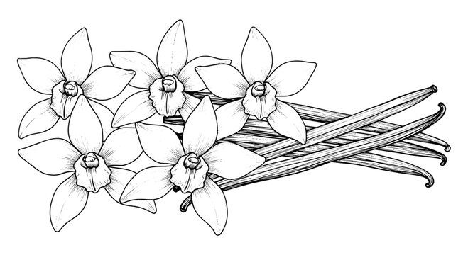 Flower orchid botanical line drawing with delicate petals and sketched stems for vintage floral design