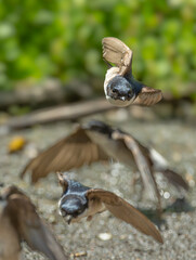 Obraz premium small snail on a wooden surface