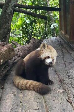 red panda bear