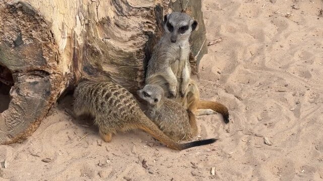 Meerkats interact around a fallen log in sandy habitat, showcasing their natural behavior and social dynamics in a wildlife setting