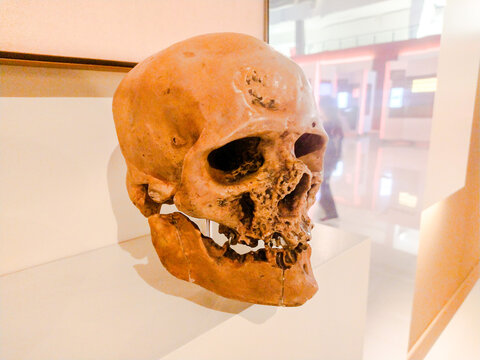This ancient human skull exhibit represents archaeology and evolution. Its weathered texture captures the essence of history, perfect for educational, scientific, or medical publications.