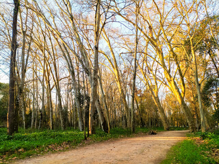 Fototapeta premium A serene dirt path winds through a golden forest at sunset. This tranquil woodland scene captures the essence of a peaceful nature walk, perfect for travel and mindfulness themes.