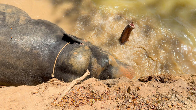 High Angle View of an Asian Elephant Submerged in Muddy Water