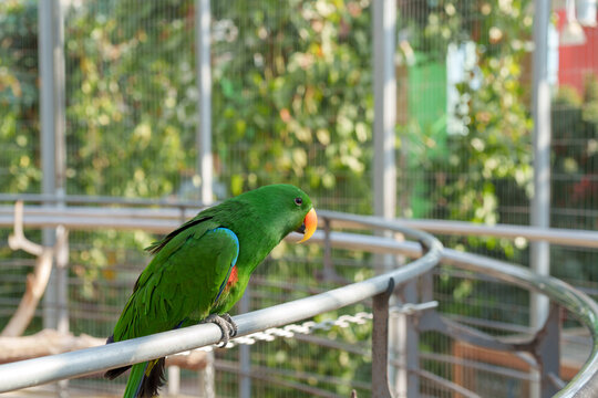 Bright green Eclectus Parrot sitting in an outdoor aviary