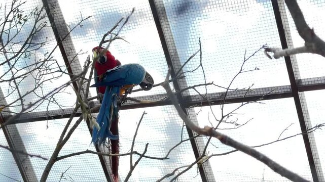 Colorful macaws interact on branches inside a large aviary, showcasing vibrant feathers and natural behavior in a serene environment