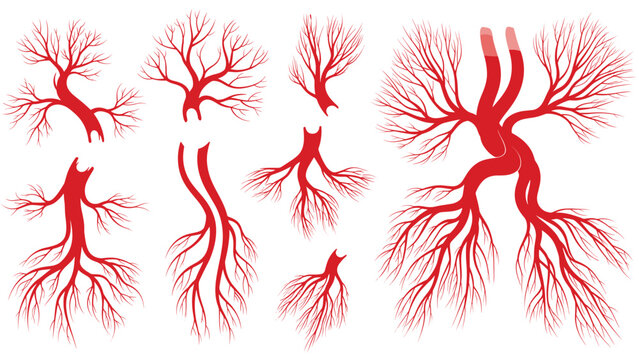 Set of various red anatomical illustrations depicting human blood vessels or bronchial trees in the lungs on white.
