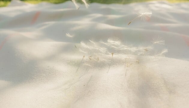 Close-up view of delicate dandelion seeds resting and floating over a white wrinkled fabric blanket outdoors in bright sunlight with soft dappled shadows and high key lighting.