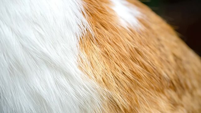 Close up of fluffy white and orange fur texture of a domestic animal soft animal coat detail