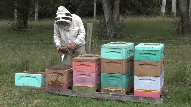 Beekeeper apiarist manages honeybee colonies in hives.A beekeeper (or apiarist) is someone who manages honeybee colonies in hives to harvest products like honey and beeswax or to provide pollination s