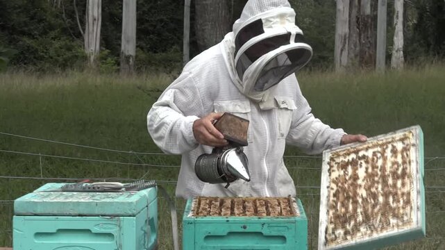 Beekeeper apiarist manages honeybee colonies in hives.A beekeeper (or apiarist) is someone who manages honeybee colonies in hives to harvest products like honey and beeswax or to provide pollination s