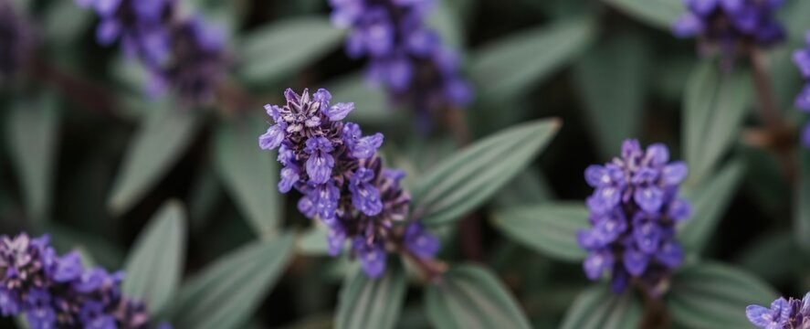 Close up of a patchouli plant showing delicate purple flowers and textured green leaves. This aromatic herb thrives in natural settings and gardens.