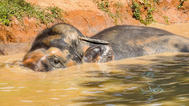 Asian Elephant Submerged in Muddy River Water at a Phuket Sanctuary