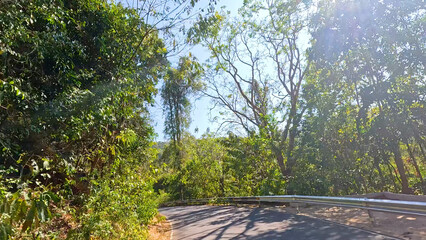 Fototapeta premium Sunlit Winding Road Through Dense Tropical Forest in Chonburi Thailand