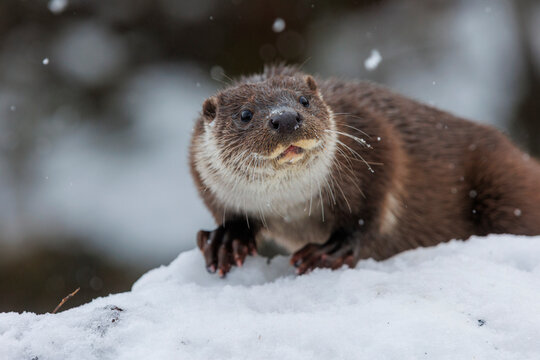 European otter (Lutra lutra) resting on snow, Riano, Province of Leon, Castile and Leon, Spain. February. 