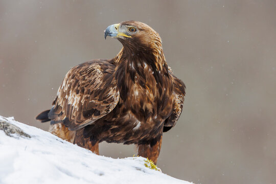 Golden eagle (Aquila chrysaetos) standing on snowy mountainside, Province of Leon, Castile and Leon, Spain. March. 
